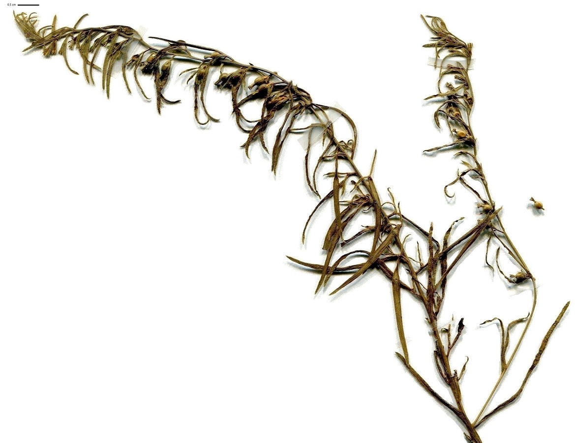 Thesium alpinum var. alpinum (Santalaceae)